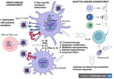 Alpha-D-glucan-based vaccine adjuvants: Current status and future perspectives